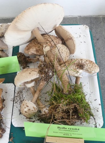 BEDLA VYSOKÁ (Macrolepiota procera) FOTO: Petr Mužák, 10/2024