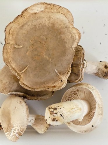 BEDLA ZARDĚLÁ (Leucoagaricus leucothites) FOTO: Petr Mužák, 10/2024