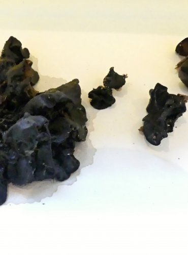 ČERNOROSOL UŤATÝ (Exidia truncata) FOTO: Petr Mužák, 10/2024