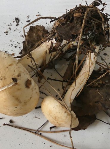 ČIRŮVKA BĚLOŽLUTAVÁ (Tricholoma stiparophyllum) FOTO: Petr Mužák, 10/2024