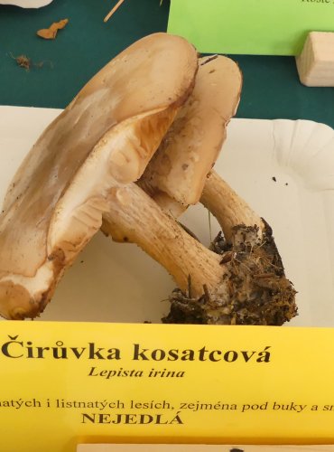 ČIRŮVKA KOSATCOVÁ (Lepista irina) FOTO: Petr Mužák, 10/2024