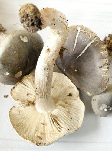 ČIRŮVKA MÝDLOVÁ (Tricholoma saponaceum) FOTO: Petr Mužák, 10/2024