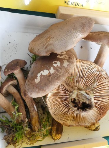 ČIRŮVKA STŘECHOVITÁ (Tricholoma imbricatum) FOTO: Petr Mužák, 10/2024