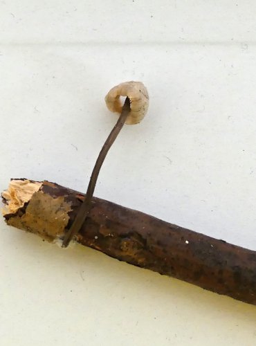 HELMOVKA OORTOVA (Mycena arcangeliana) FOTO: Petr Mužák, 10/2024