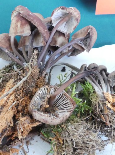 HELMOVKA SKVRNITÁ (Mycena maculata) FOTO: Petr Mužák, 10/2024