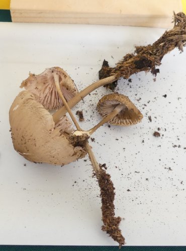 HELMOVKA TUHONOHÁ (Mycena galericulata) FOTO: Petr Mužák, 10/2024