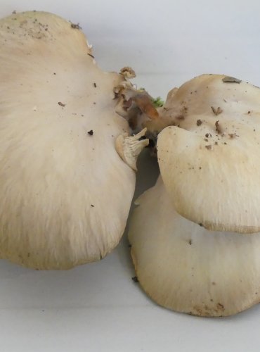 HLÍVA PLICNÍ (Pleurotus pulmonarius) FOTO: Petr Mužák, 10/2024