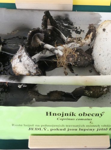 HNOJNÍK OBECNÝ (Coprinus comatus) FOTO: Petr Mužák, 10/2024