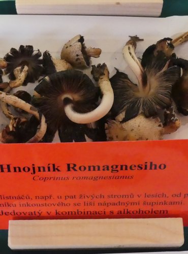 HNOJNÍK ROMAGNESIHO (Coprinopsis romagnesiana)