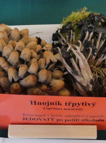 HNOJNÍK TŘPYTIVÝ (Coprinellus micaceus) FOTO: Petr Mužák, 10/2024