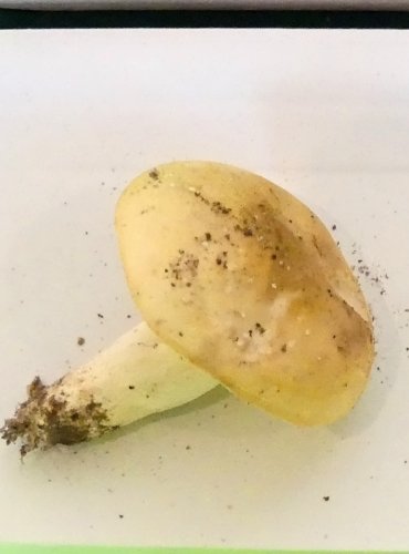 HOLUBINKA FIALOVONOHÁ (Russula violeipes) FOTO: Petr Mužák, 10/2024