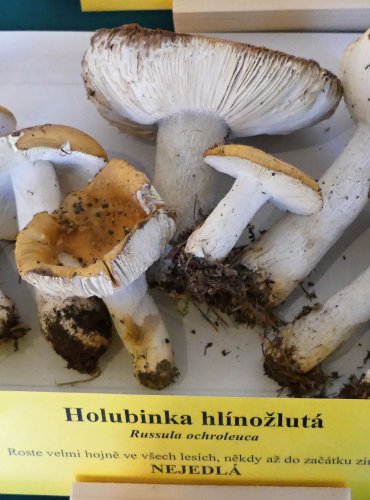 HOLUBINKA HLÍNOŽLUTÁ (Russula ochroleuca) FOTO: Petr Mužák, 10/2024