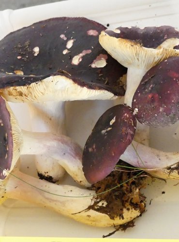 HOLUBINKA JÍZLIVÁ (Russula sardonia) FOTO: Petr Mužák, 10/2024