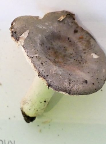 HOLUBINKA KACHNÍ (Russula anatina) FOTO: Petr Mužák, 10/2024