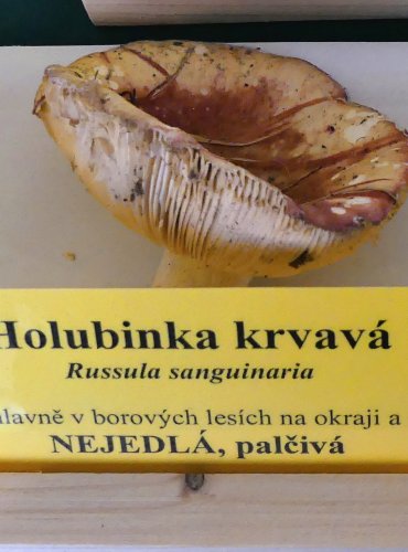 HOLUBINKA KRVAVÁ (Russula sanguinaria) FOTO: Petr Mužák, 10/2024