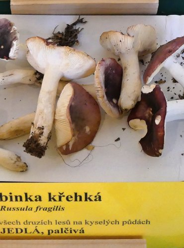 HOLUBINKA KŘEHKÁ (Russula fragilis) FOTO: Petr Mužák, 10/2024