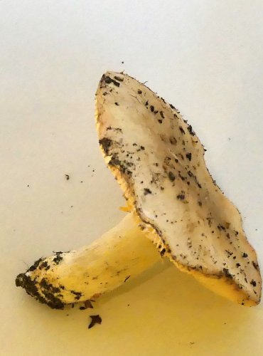 HOLUBINKA PARKOVÁ (Russula exalbicans) FOTO: Petr Mužák, 10/2024