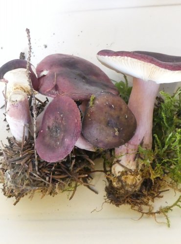 HOLUBINKA QUÉLETOVA (Russula queletii) FOTO: Petr Mužák, 10/2024