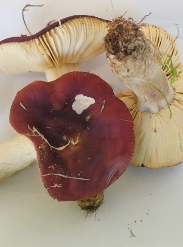 HOLUBINKA SLANEČKOVÁ (Russula graveolens) FOTO: Petr Mužák, 10/2024