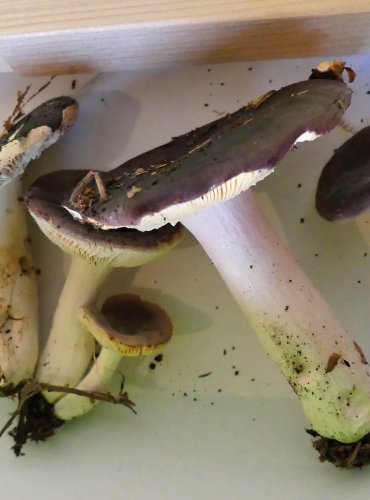 HOLUBINKA TURKOVÉ (Russula turci) FOTO: Petr Mužák, 10/2024