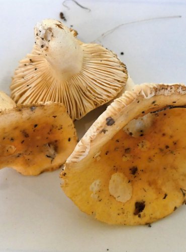 HOLUBINKA ŽLUČOVÁ (Russula fellea) FOTO: Petr Mužák, 10/2024