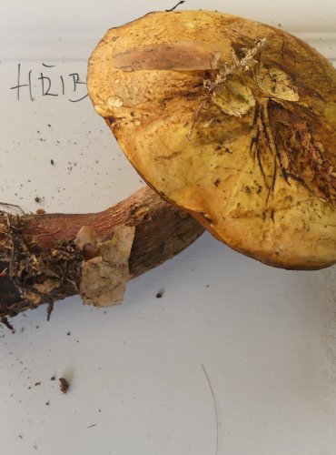 HŘIB BARVOMĚNNÝ (Neoboletus xanthopus) FOTO: Petr Mužák, 10/2024