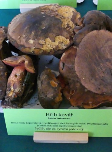 HŘIB KOVÁŘ (Neoboletus luridiformis) FOTO: Petr Mužák, 10/2024