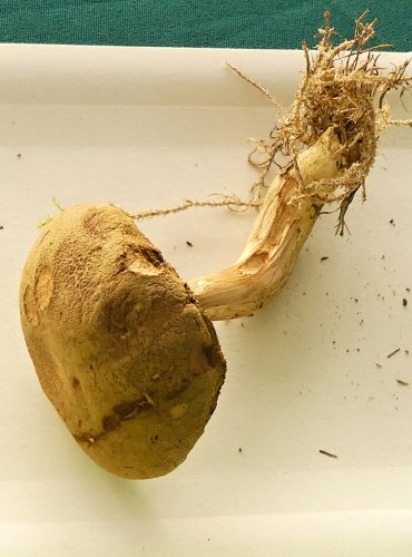 HŘIB OSMAHLÝ (Xerocomus ferrugineus) FOTO: Petr Mužák, 10/2024