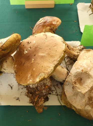 HŘIB SMRKOVÝ (Boletus edulis) FOTO: Petr Mužák, 10/2024