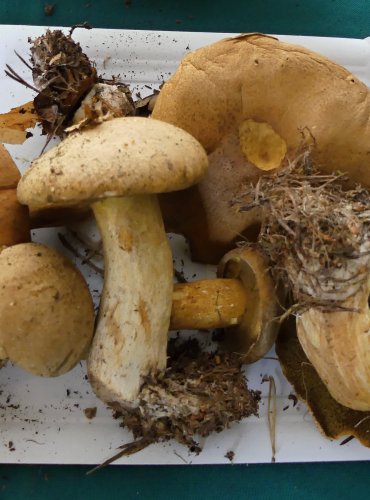 HŘIB STRAKOŠ (Suillus variegatus) FOTO: Petr Mužák, 10/2024
