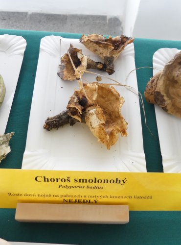 CHOROŠ SMOLONOHÝ (Polyporus badius) FOTO: Petr Mužák, 10/2024