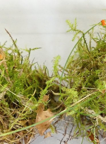 KALICHOVKA ORANŽOVÁ (Rickenella fibula) FOTO: Petr Mužák, 10/2024