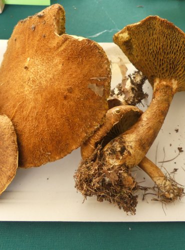 HŘIB DUTONOHÝ (Suillus cavipes) FOTO: Petr Mužák, 10/2024