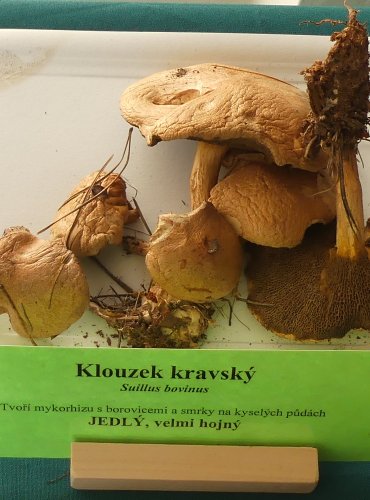 KLOUZEK KRAVSKÝ (Suillus bovinus) FOTO: Petr Mužák, 10/2024