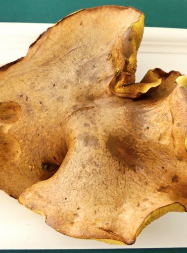 KLOUZEK ŽÍHANÝ (Suillus collinitus) FOTO: Petr Mužák, 10/2024