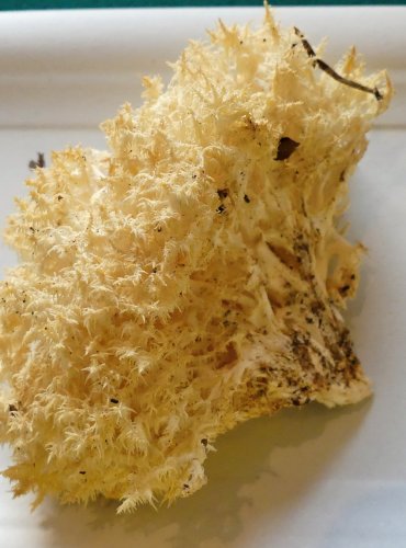 KORÁLOVEC BUKOVÝ (Hericium coralloides) FOTO: Petr Mužák, 10/2024