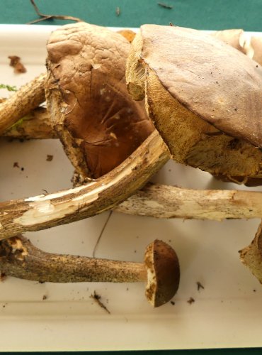 KOZÁK BŘEZOVÝ (Leccinum scabrum) FOTO: Petr Mužák, 10/2024