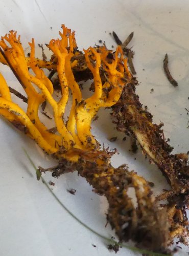 KRÁSNORŮŽEK LEPKAVÝ (Calocera viscosa) FOTO: Petr Mužák, 10/2024