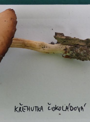 KŘEHUTKA ČOKOLÁDOVÁ (Psathyrella spadicea) FOTO: Petr Mužák, 10/2024