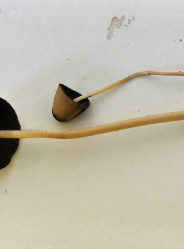 KŘEHUTKA KUŽELOVITÁ (Psathyrella conopilus) FOTO: Petr Mužák, 10/2024