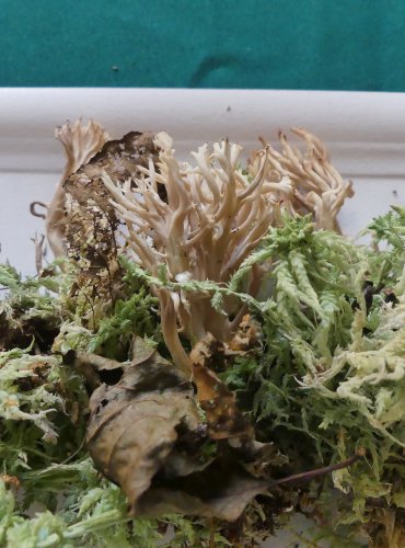 KUŘÁTEČKO HŘEBENITÉ (Clavulina coralloides) FOTO: Petr Mužák, 10/2024