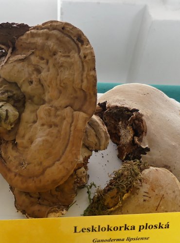 LESKLOKORKA PLOSKÁ (Ganoderma applanatum) FOTO: Petr Mužák, 10/2024