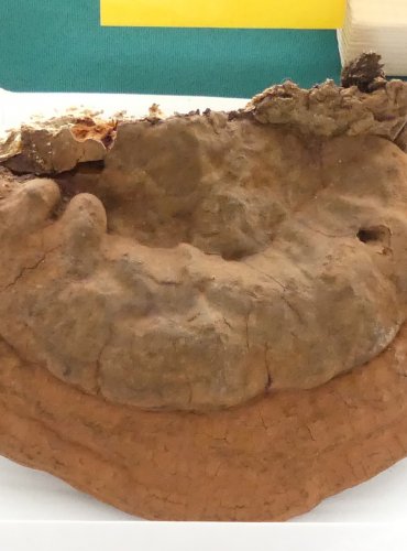 LESKLOKORKA TMAVÁ (Ganoderma adspersum) FOTO: Petr Mužák, 10/2024