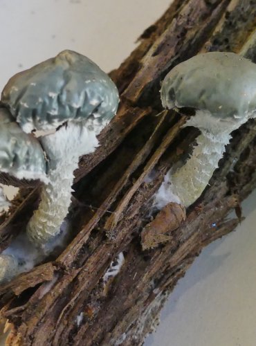 LÍMCOVKA MĚDĚNKOVÁ (Stropharia aeruginosa) FOTO: Petr Mužák, 10/2024