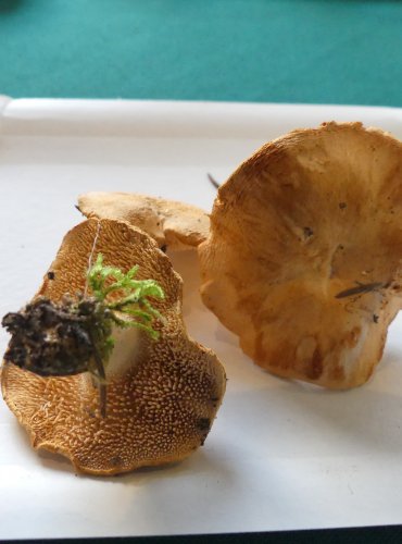 LIŠÁK RYŠAVÝ (Hydnum rufescens) FOTO: Petr Mužák, 10/2024