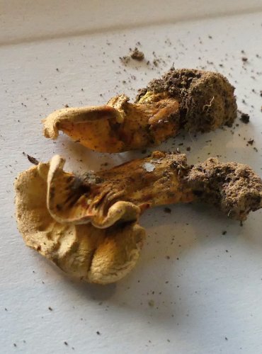 LIŠKA AMETYSTOVÁ (Cantharellus amethysteus) FOTO: Petr Mužák, 10/2024