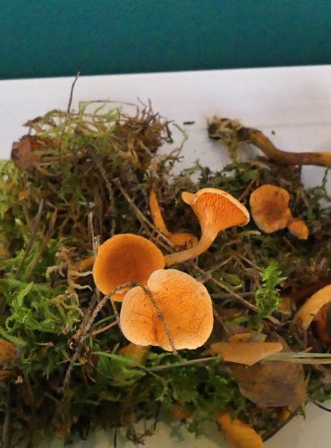 LIŠTIČKA POMERANČOVÁ (Hygrophoropsis aurantiaca) FOTO: Petr Mužák, 10/2024
