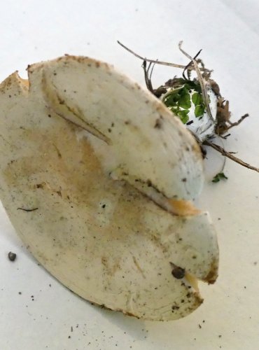 MECHOVKA OBECNÁ (Clitopilus prunulus) FOTO: Petr Mužák, 10/2024