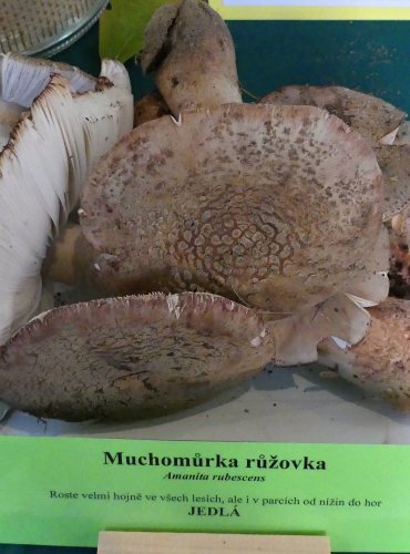 MUCHOMŮRKA RŮŽOVKA (Amanita rubescens) FOTO: Petr Mužák, 10/2024