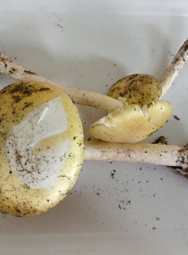 MUCHOMŮRKA ZELENÁ (Amanita phalloides) FOTO: Petr Mužák, 10/2024